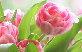 Mother's Day 2026 Discount Codes and Gift Ideas