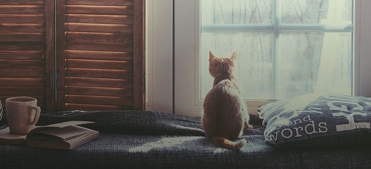 Home & Pets image