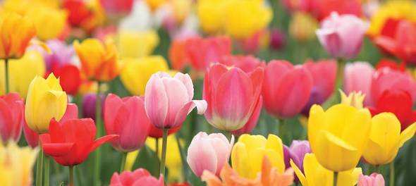 Buy Tulips from Van Meuwen