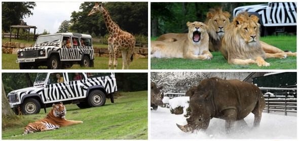 vouchers for longleat safari park